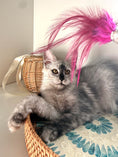 Load image into Gallery viewer, High Smoke Maine Coon female / Located in Ottawa area
