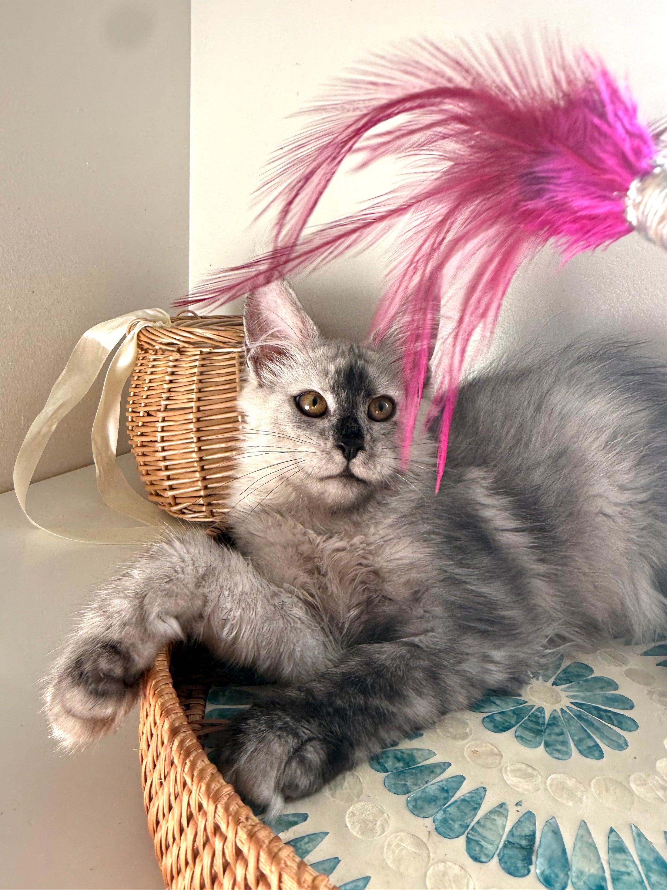 High Smoke Maine Coon female / Located in Ottawa area