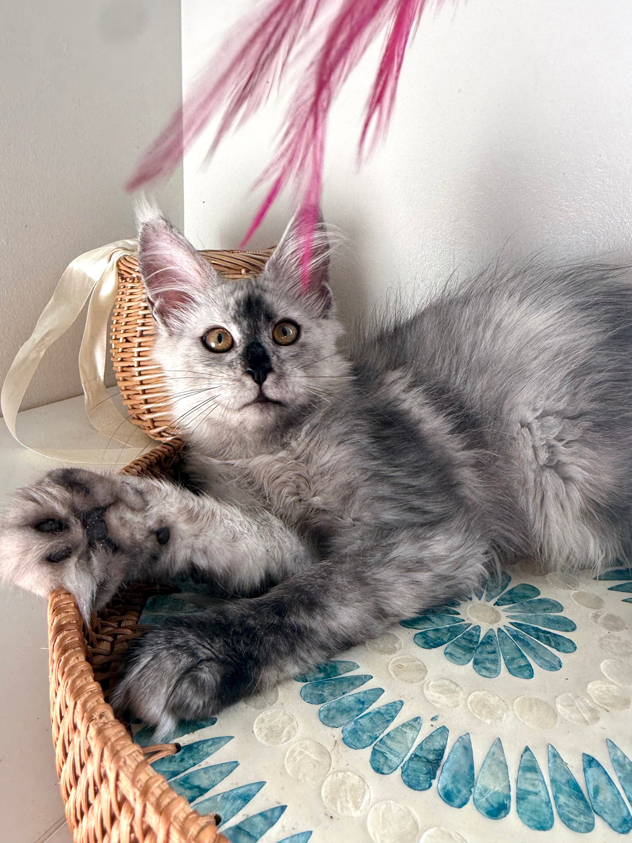 High Smoke Maine Coon female / Located in Ottawa area