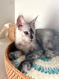 Load image into Gallery viewer, High Smoke Maine Coon female / Located in Ottawa area

