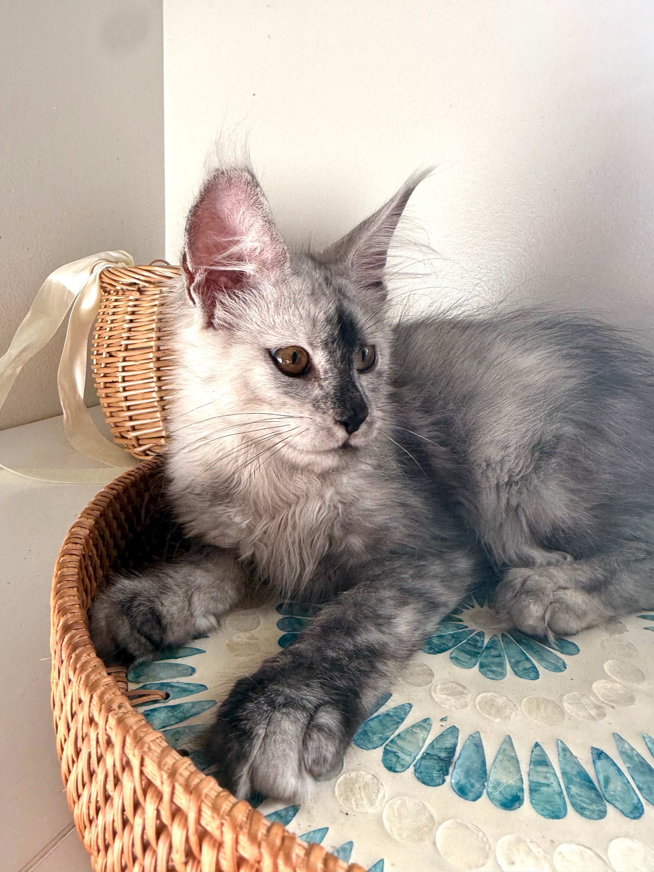 High Smoke Maine Coon female / Located in Ottawa area