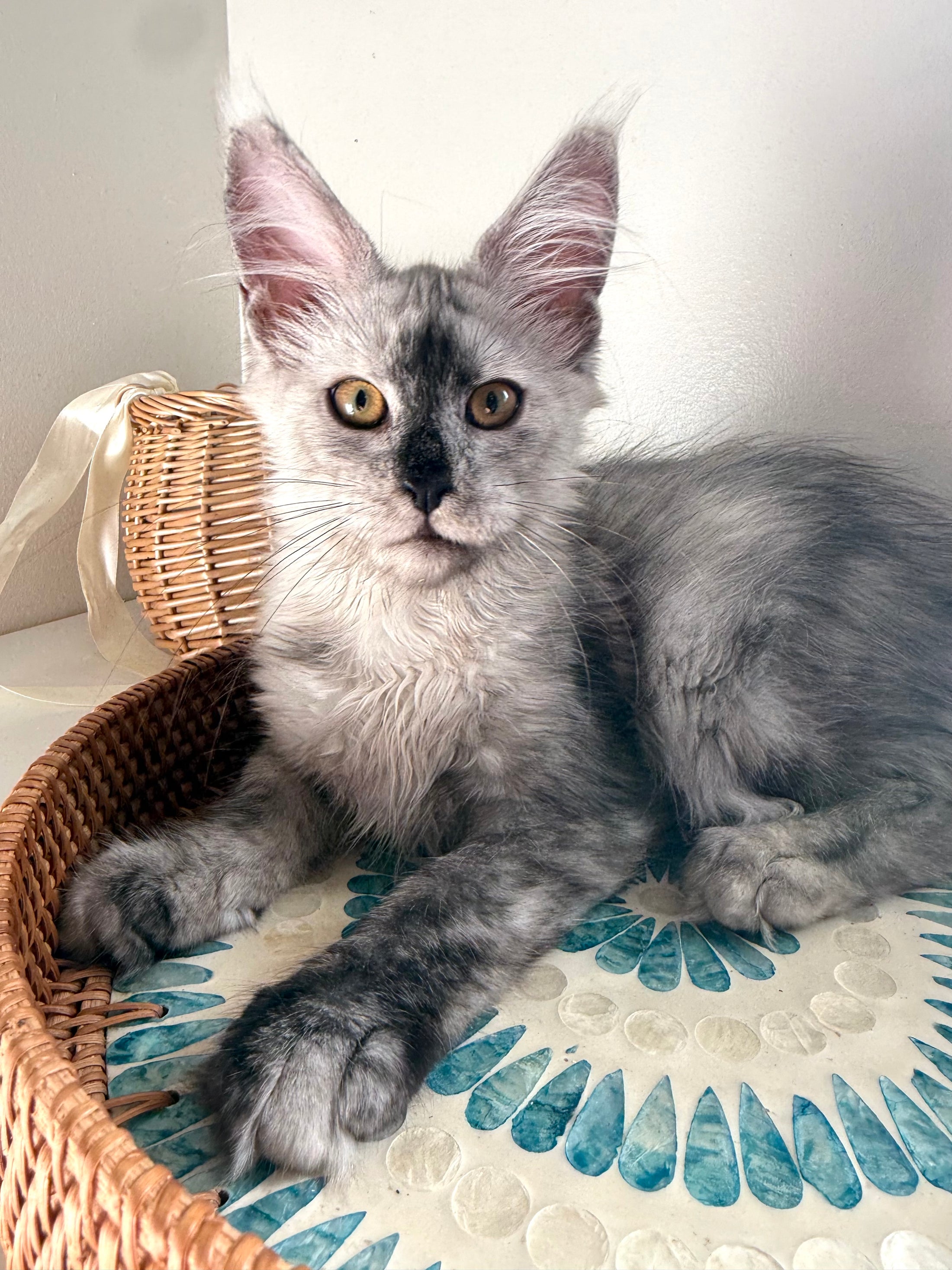 High Smoke Maine Coon female / Located in Ottawa area