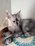 Load image into Gallery viewer, High Smoke Maine Coon female / Located in Ottawa area
