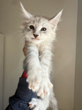 Load image into Gallery viewer, Pale Silver Maine Coon male/ Located in Ottawa area
