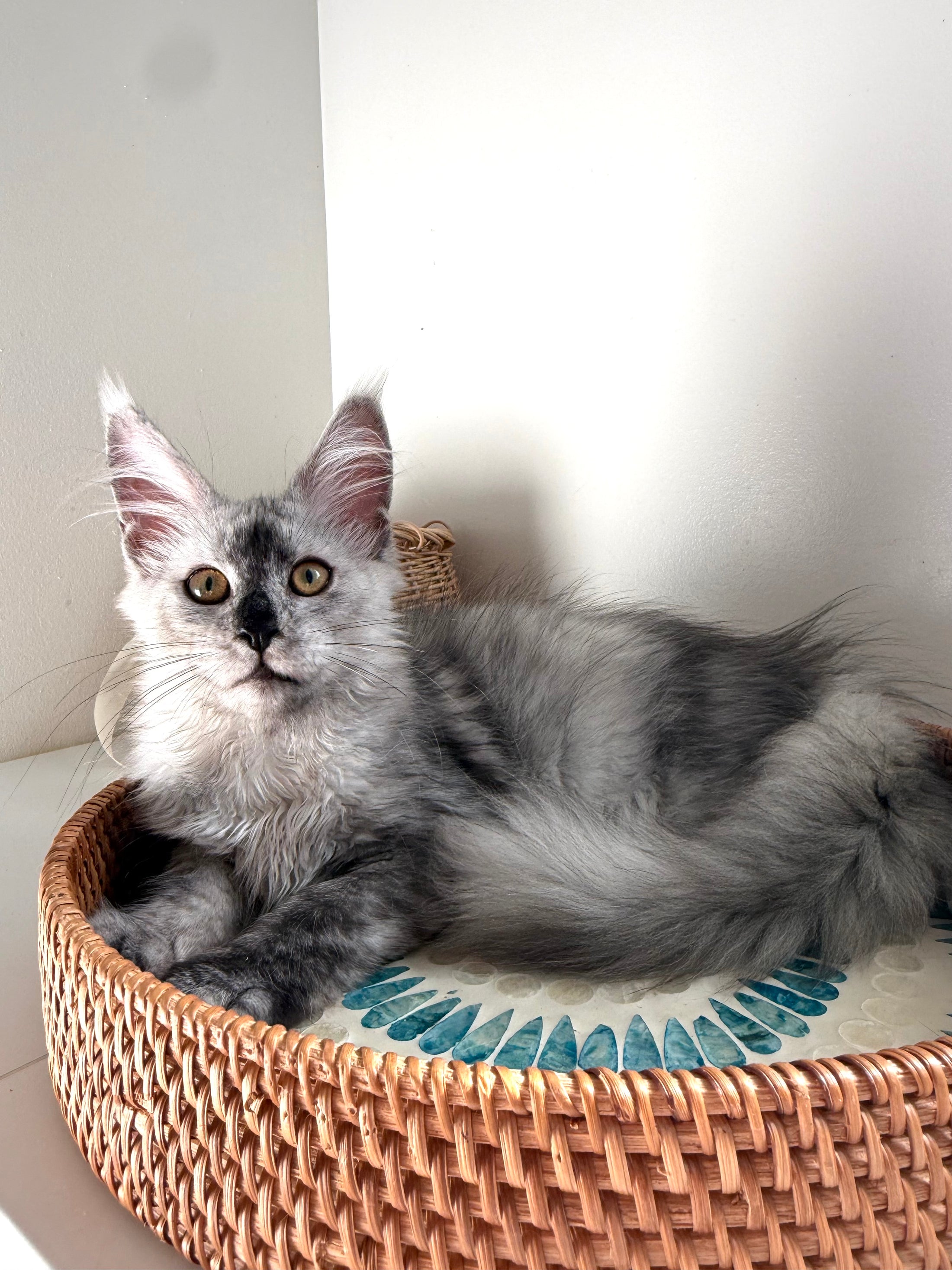 High Smoke Maine Coon female / Located in Ottawa area