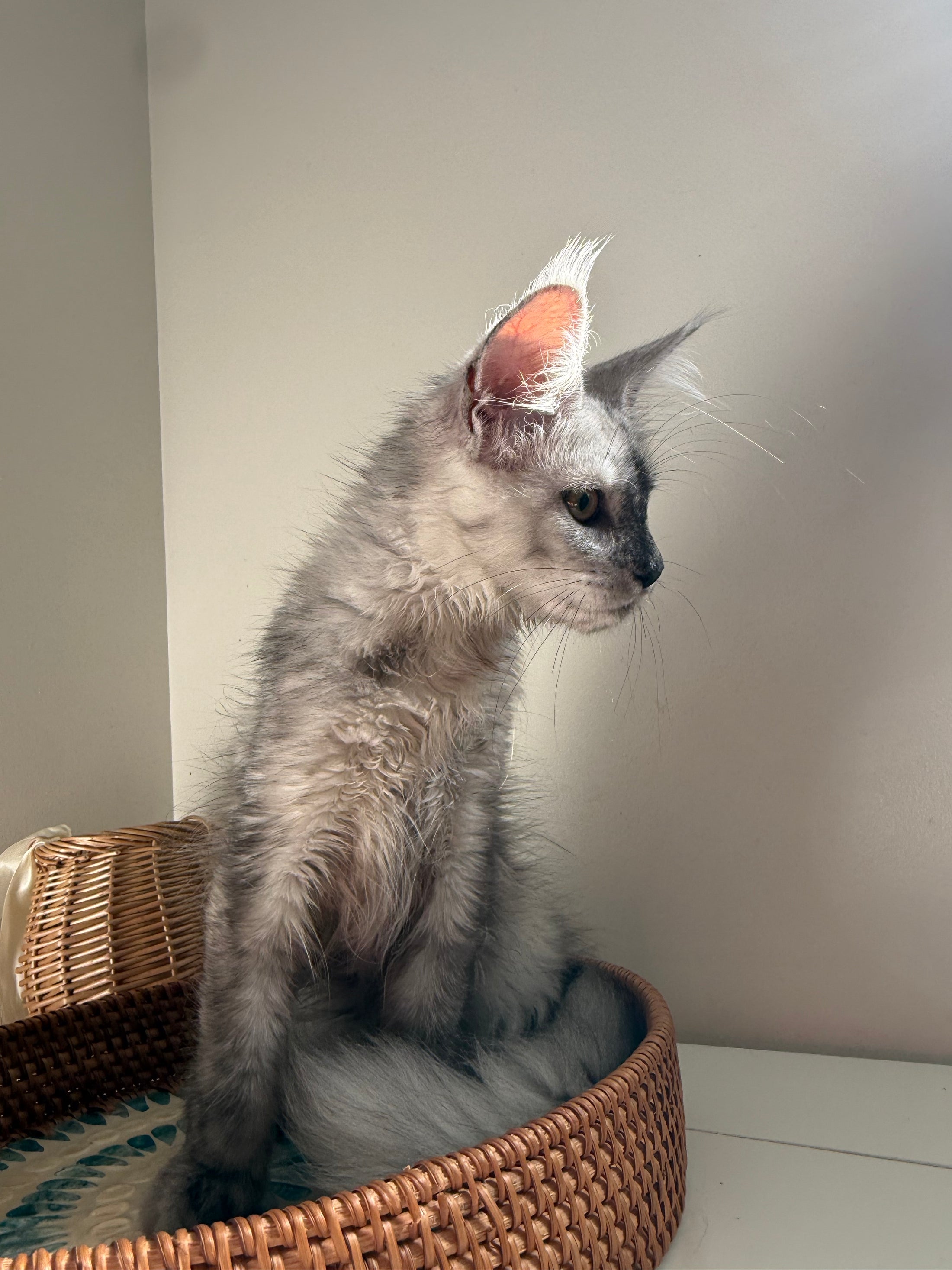 High Smoke Maine Coon female / Located in Ottawa area
