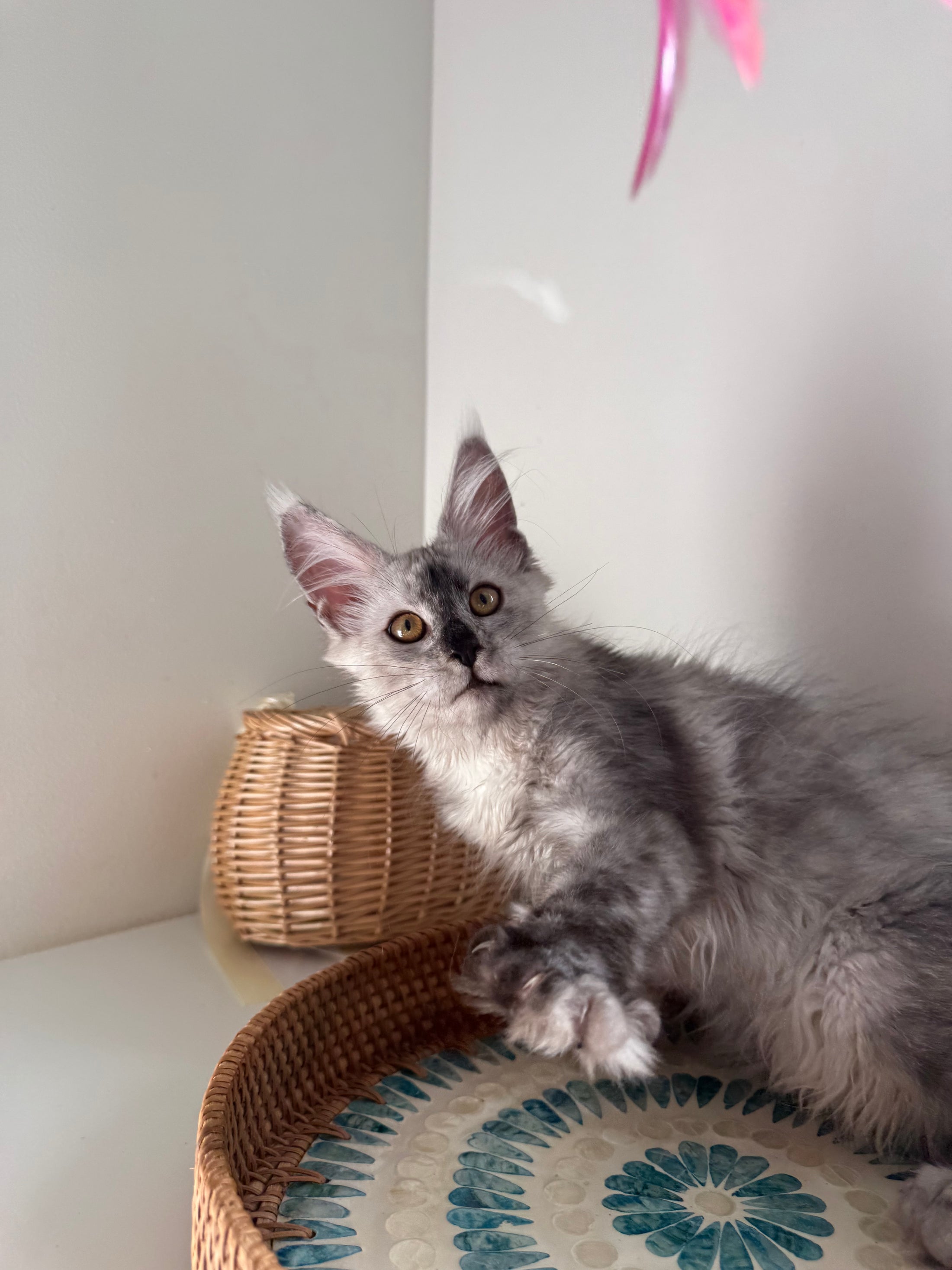 High Smoke Maine Coon female / Located in Ottawa area
