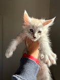 Load image into Gallery viewer, Pale Silver Maine Coon male/ Located in Ottawa area
