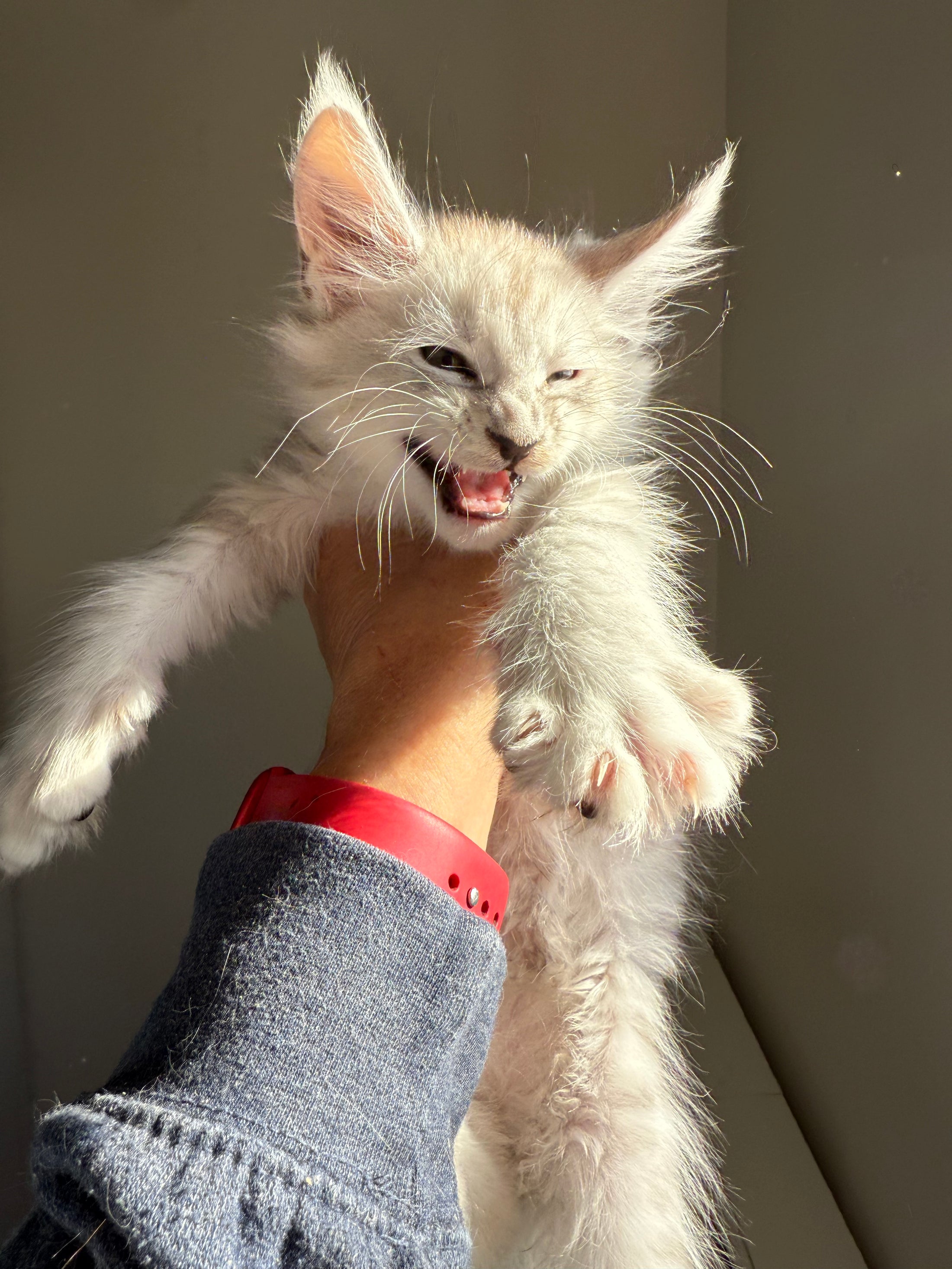 Pale Silver Maine Coon male/ Located in Ottawa area