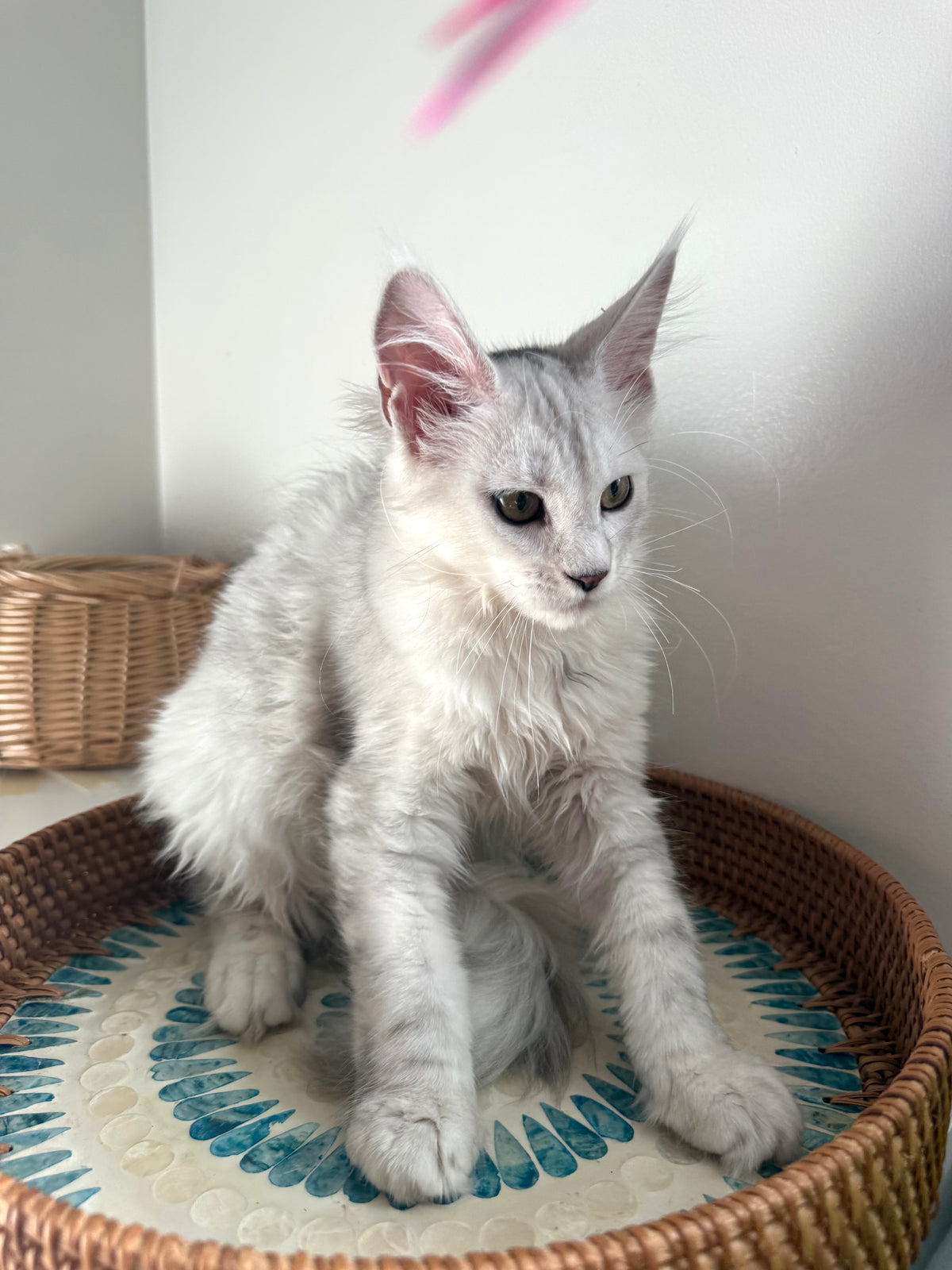 Black Silver Shaded Maine Coon female 1 / Located in Ottawa area