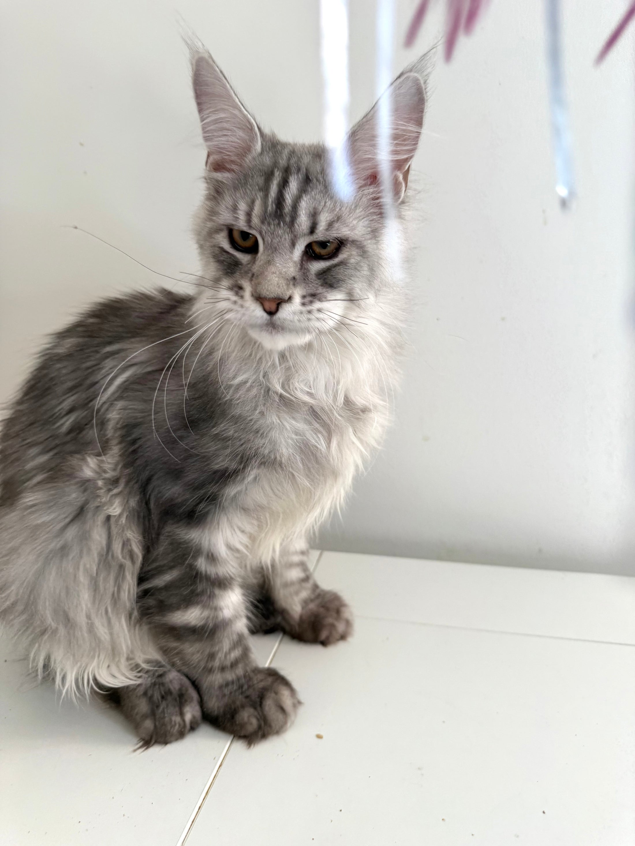 Black Silver Maine Coon male 2 / Located in Ottawa area