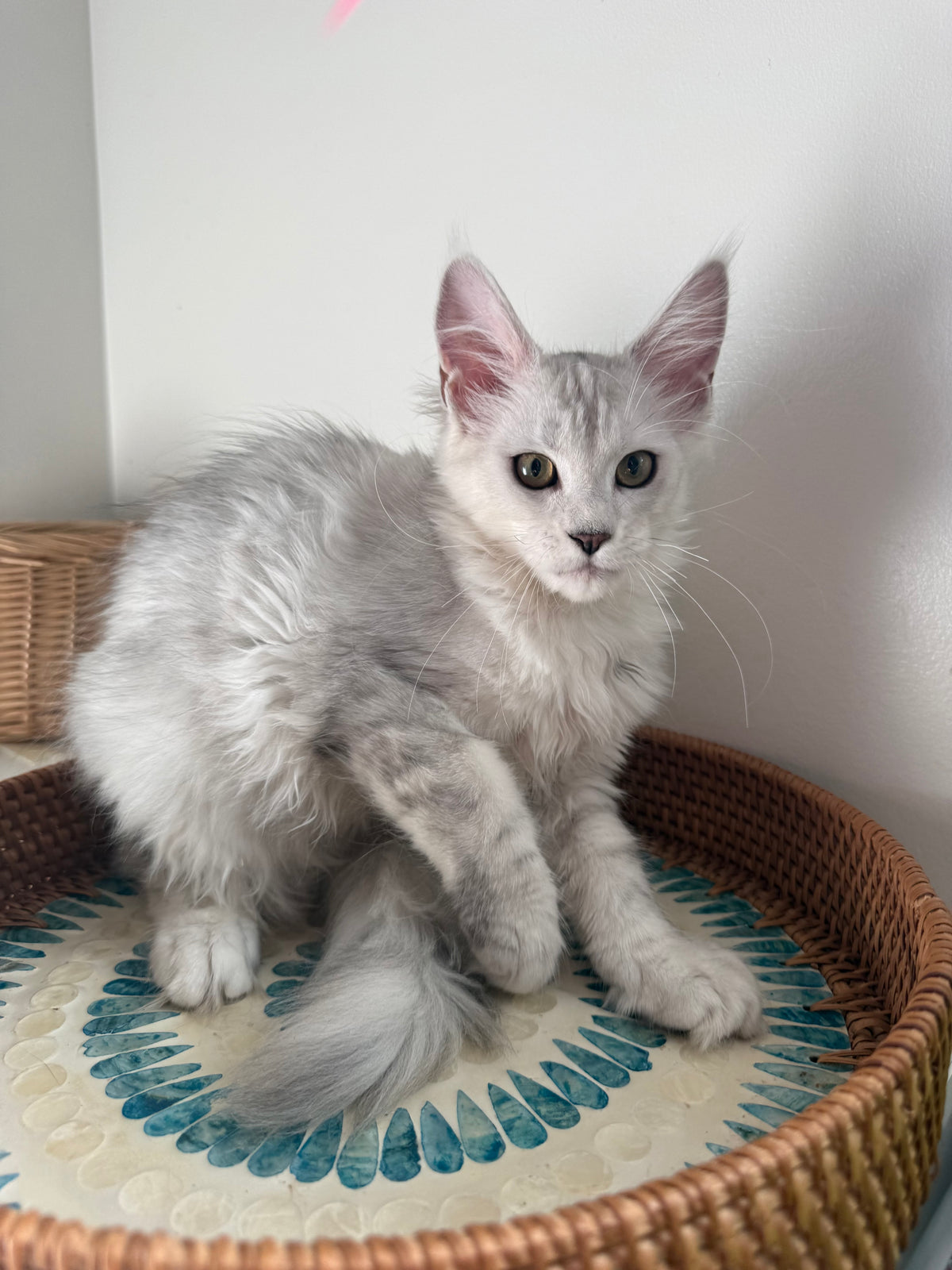 Black Silver Shaded Maine Coon female 1 / Located in Ottawa area