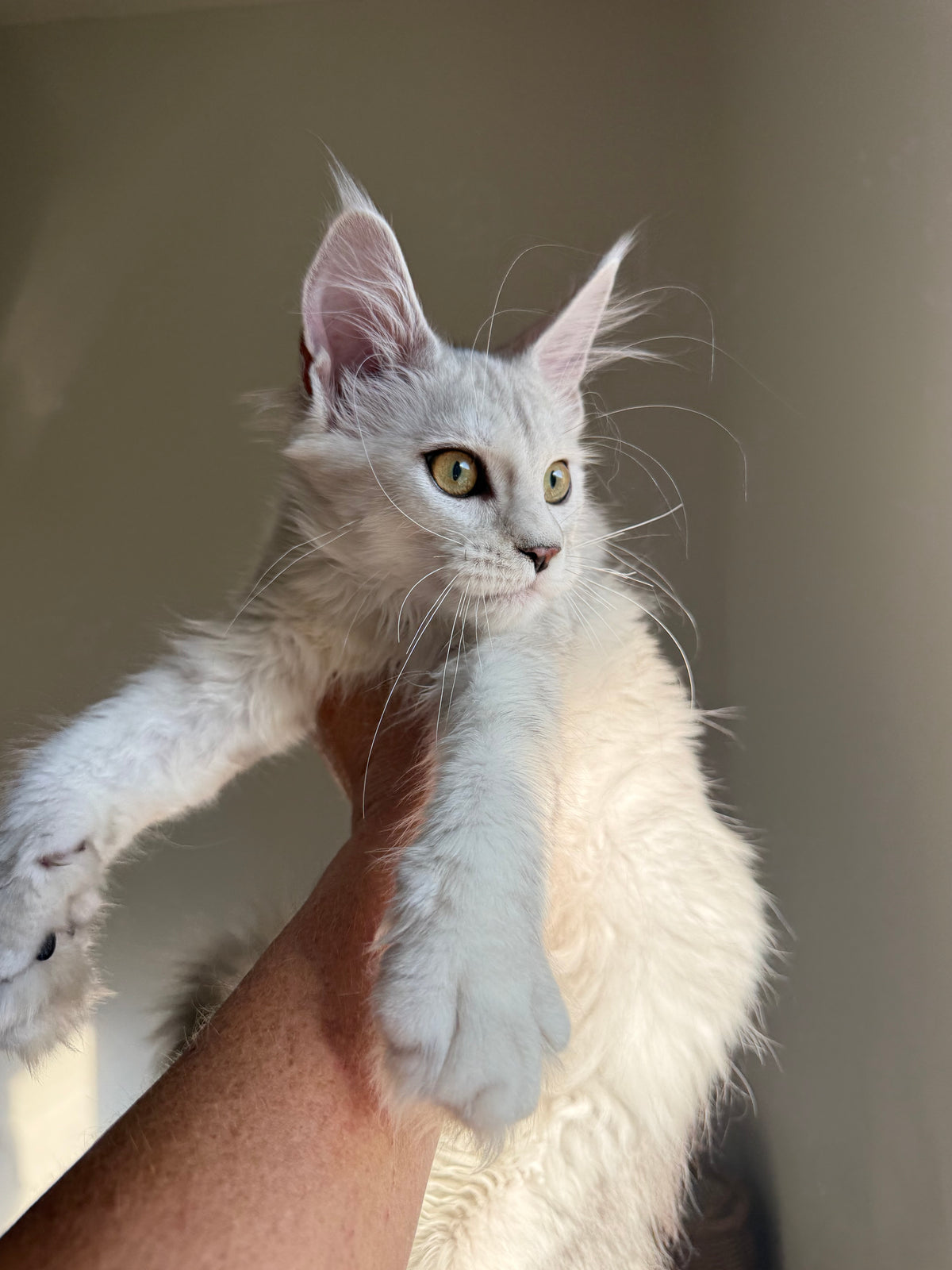 Black Silver Shaded Maine Coon female 1 / Located in Ottawa area