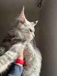 Load image into Gallery viewer, Black Silver Maine Coon male 2 / Located in Ottawa area
