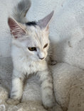 Load image into Gallery viewer, Black Silver Shaded Maine Coon female 1 / Located in Ottawa area
