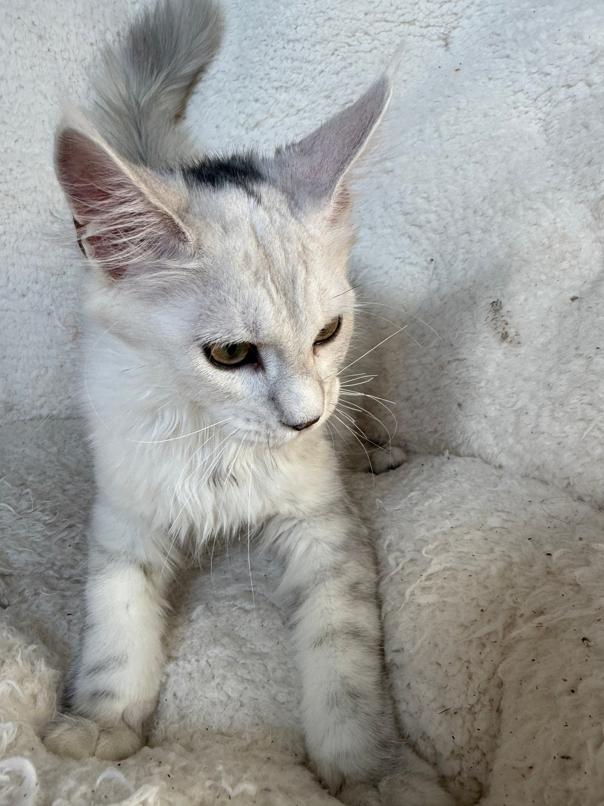 Black Silver Shaded Maine Coon female 1 / Located in Ottawa area
