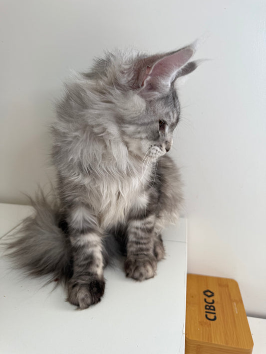 Black Silver Maine Coon male 2 / Located in Ottawa area