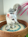 Load image into Gallery viewer, Black Silver Shaded Maine Coon female 1 / Located in Ottawa area

