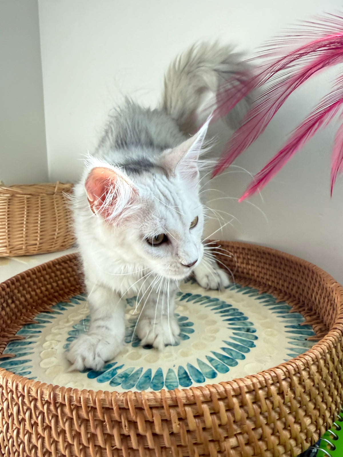 Black Silver Shaded Maine Coon female 1 / Located in Ottawa area