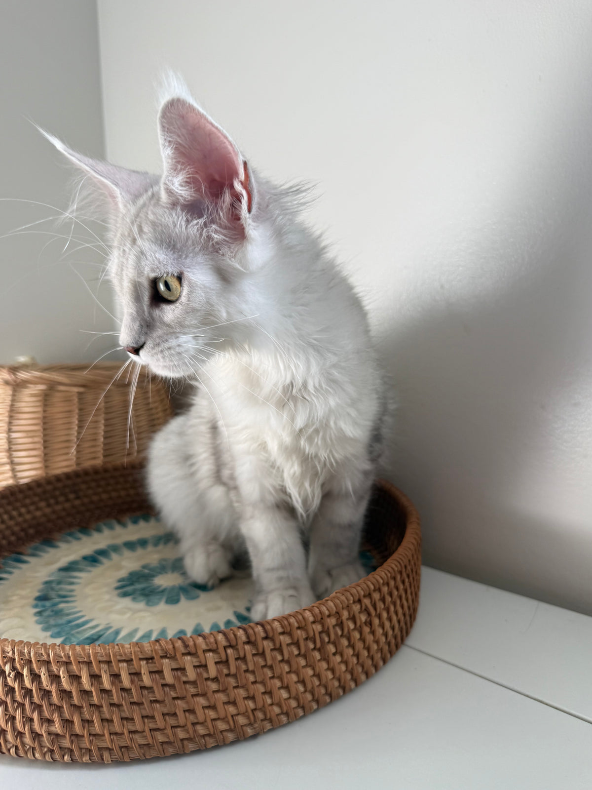 Black Silver Shaded Maine Coon female 1 / Located in Ottawa area