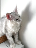 Load image into Gallery viewer, Black Silver Shaded Maine Coon female 1 / Located in Ottawa area
