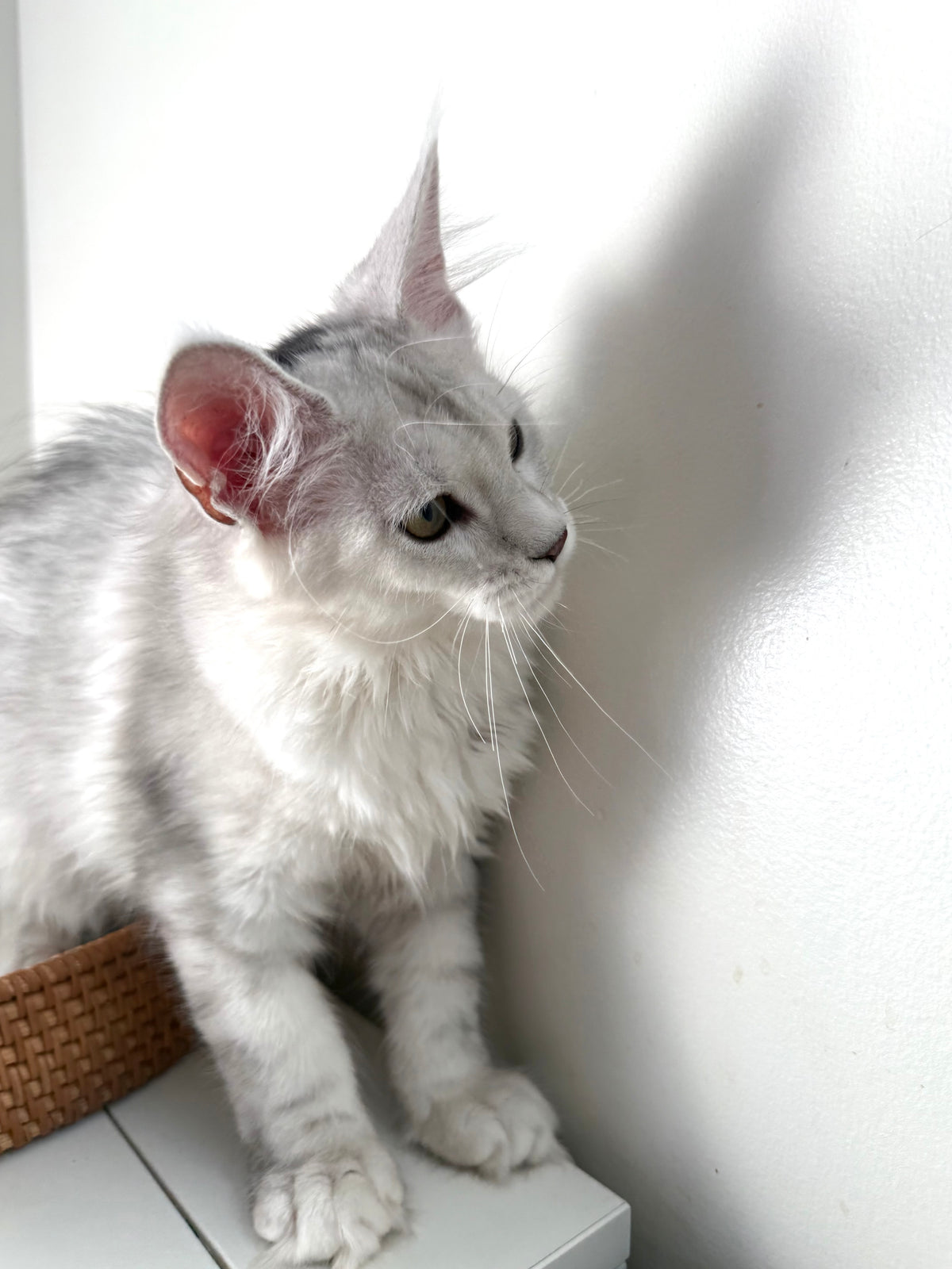 Black Silver Shaded Maine Coon female 1 / Located in Ottawa area