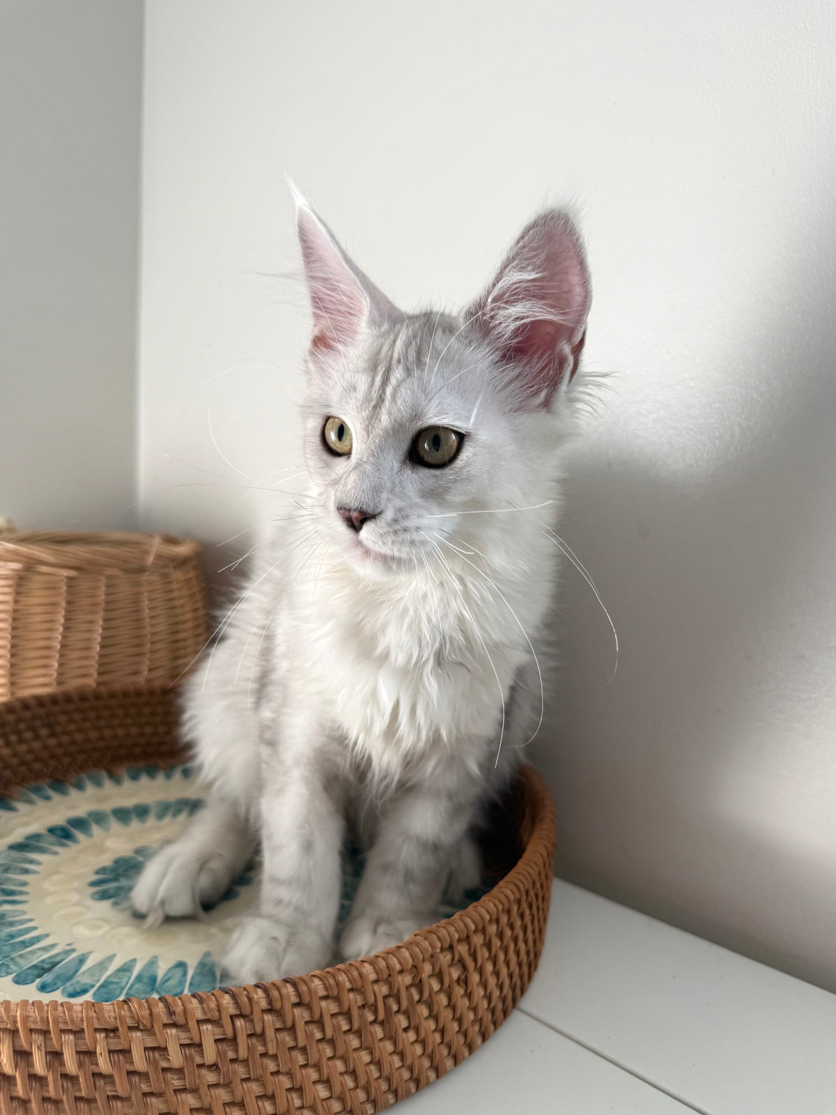Black Silver Shaded Maine Coon female 1 / Located in Ottawa area