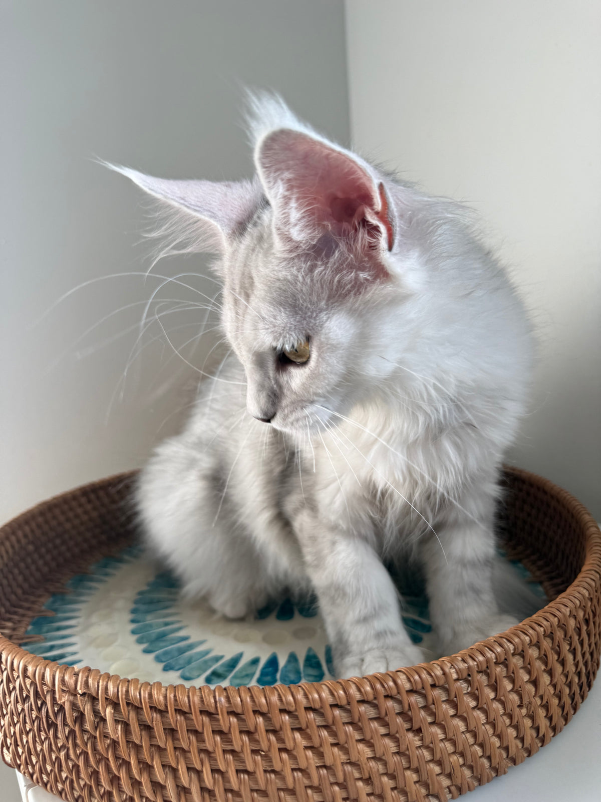 Black Silver Shaded Maine Coon female 1 / Located in Ottawa area