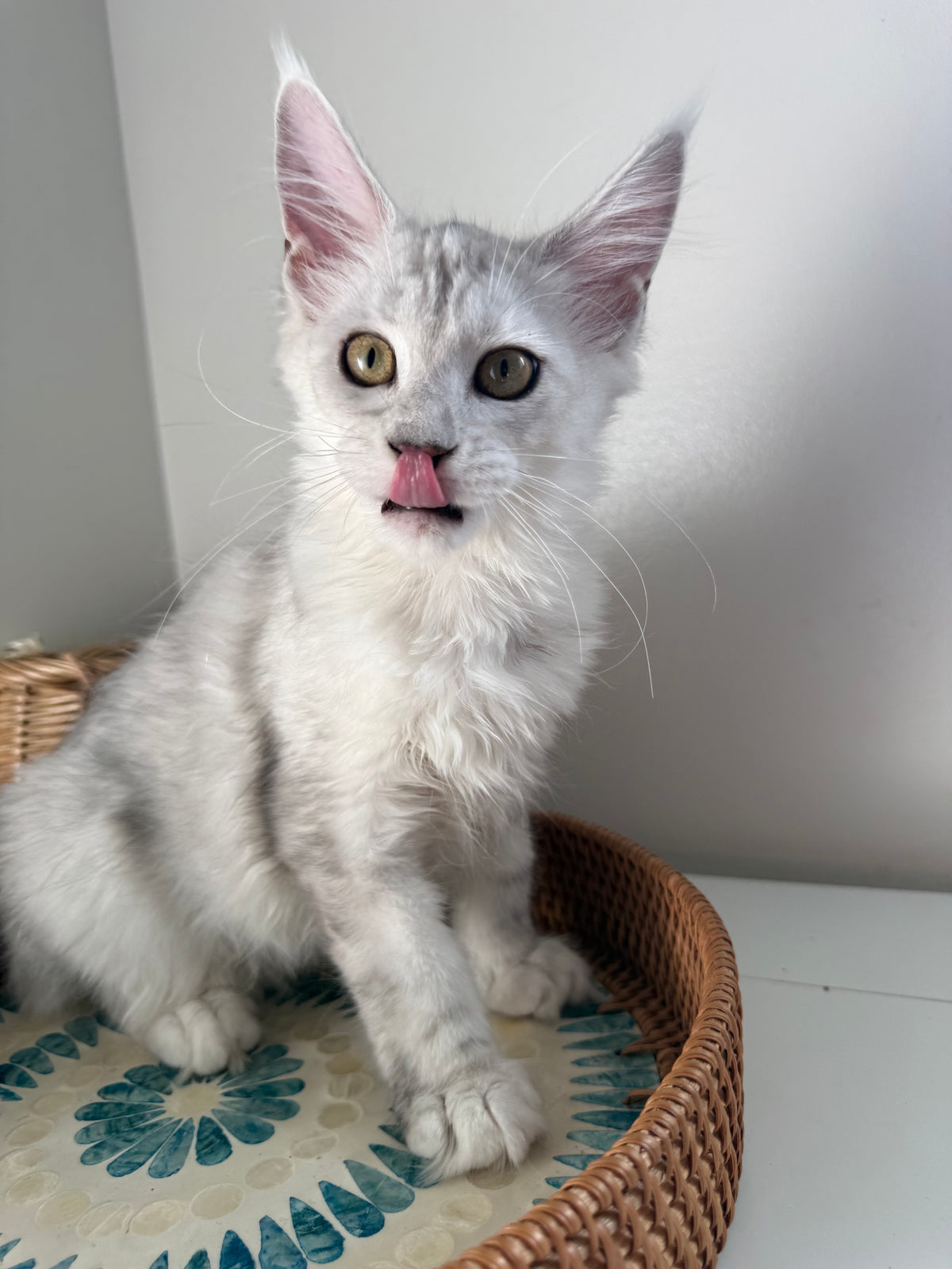 Black Silver Shaded Maine Coon female 1 / Located in Ottawa area