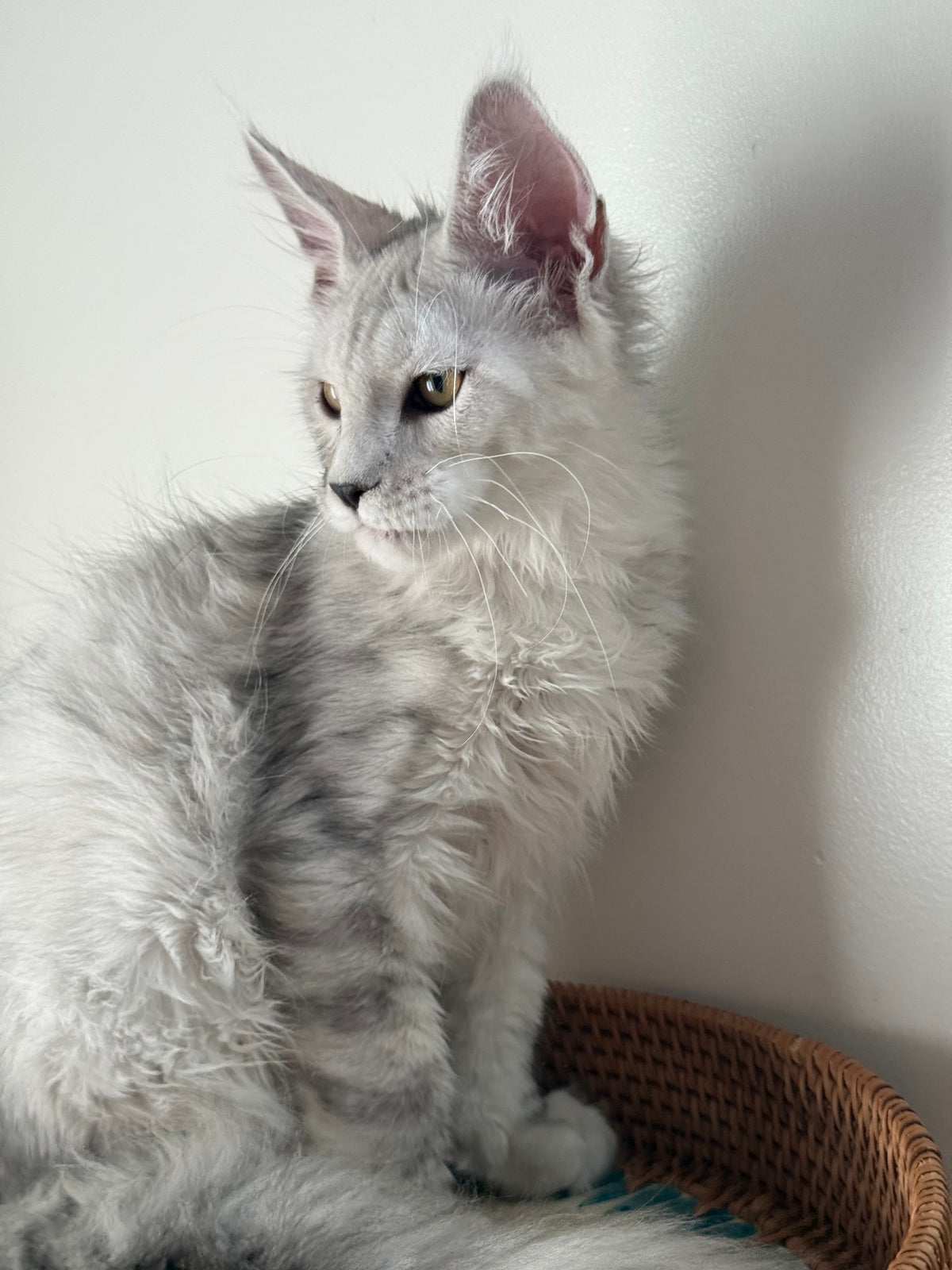 Black Silver Shaded Maine Coon male / Located in Ottawa area