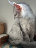 Load image into Gallery viewer, Black Silver Shaded Maine Coon male / Located in Ottawa area
