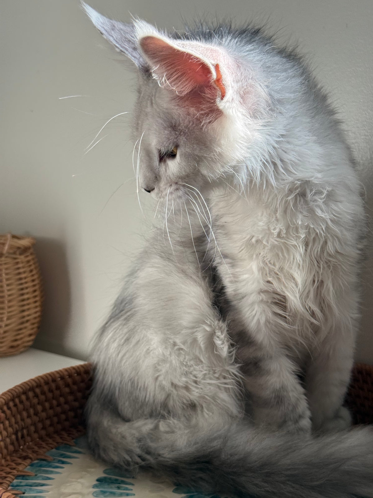 Black Silver Shaded Maine Coon male / Located in Ottawa area