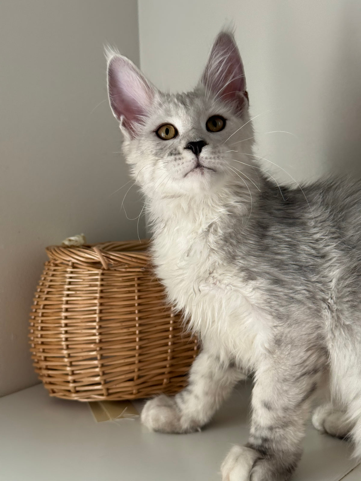 Black Silver Shaded Maine Coon male / Located in Ottawa area