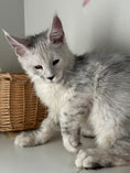 Load image into Gallery viewer, Black Silver Shaded Maine Coon male / Located in Ottawa area
