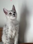 Load image into Gallery viewer, Black Silver Shaded Maine Coon male / Located in Ottawa area
