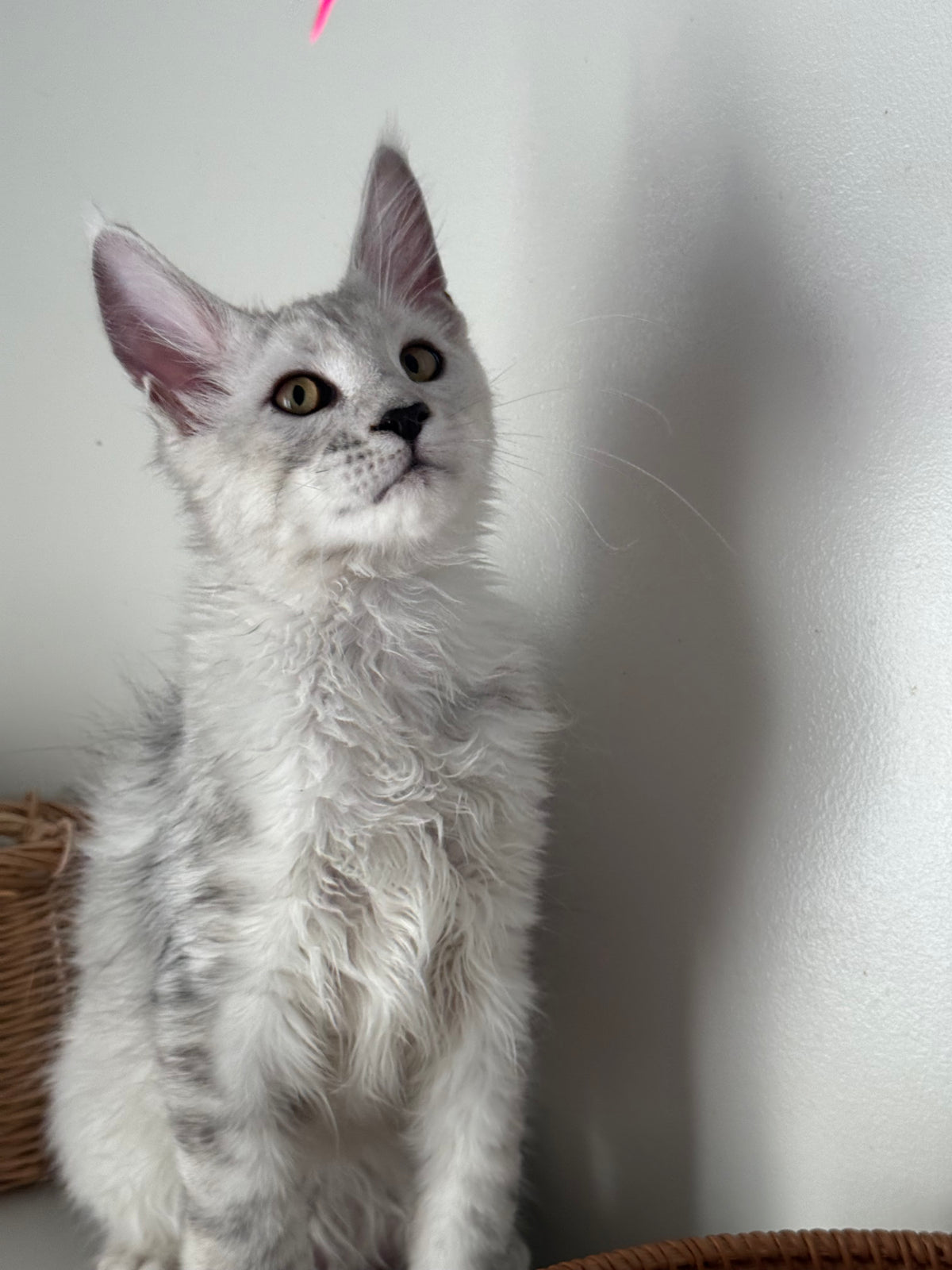 Black Silver Shaded Maine Coon male / Located in Ottawa area