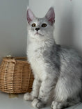 Load image into Gallery viewer, Black Silver Shaded Maine Coon male / Located in Ottawa area
