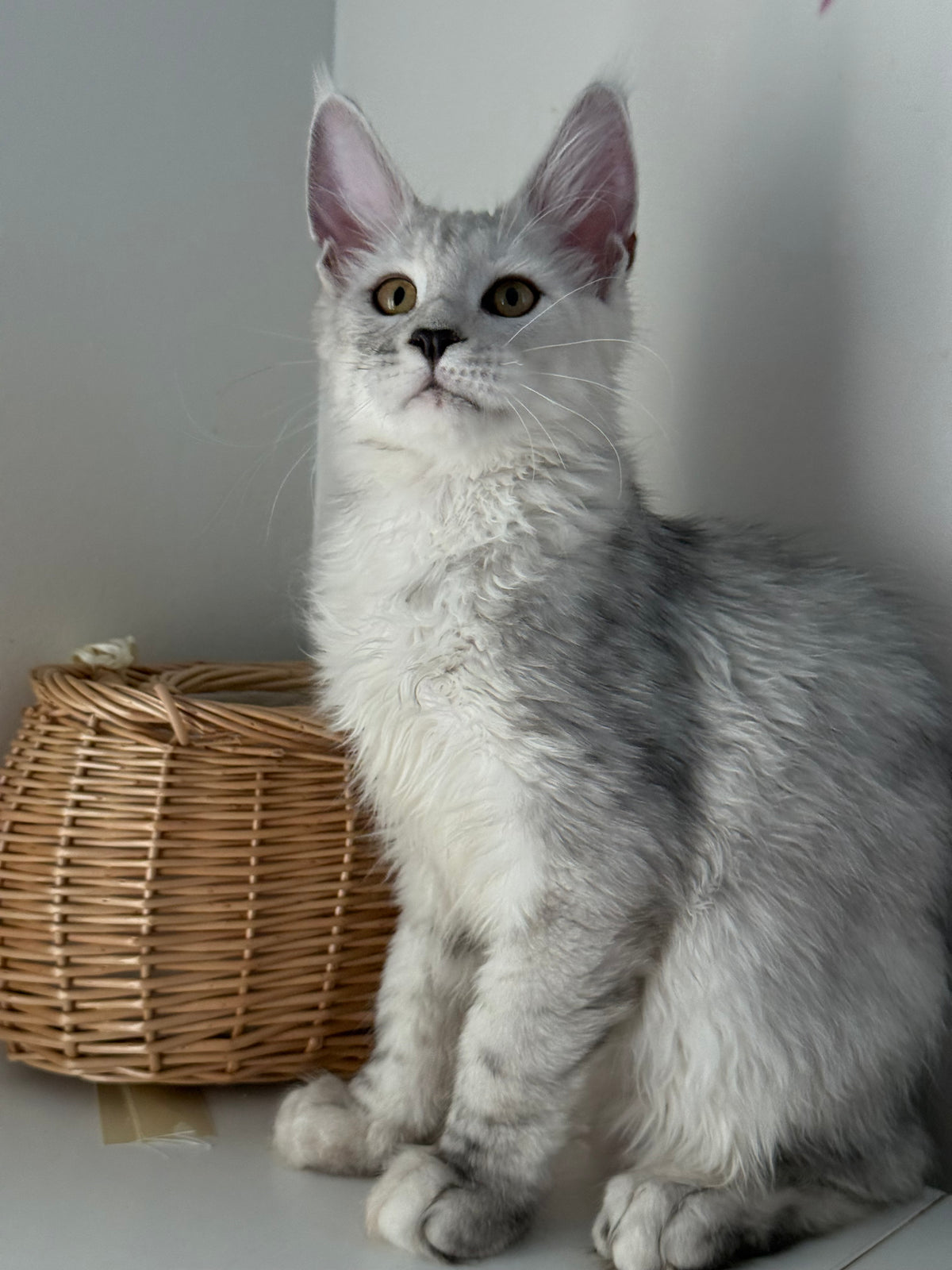 Black Silver Shaded Maine Coon male / Located in Ottawa area