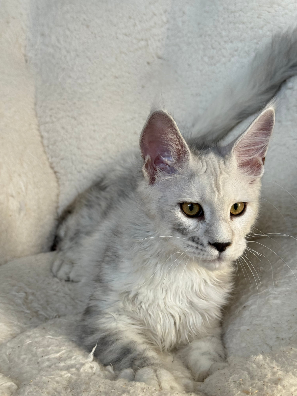 Black Silver Shaded Maine Coon male / Located in Ottawa area