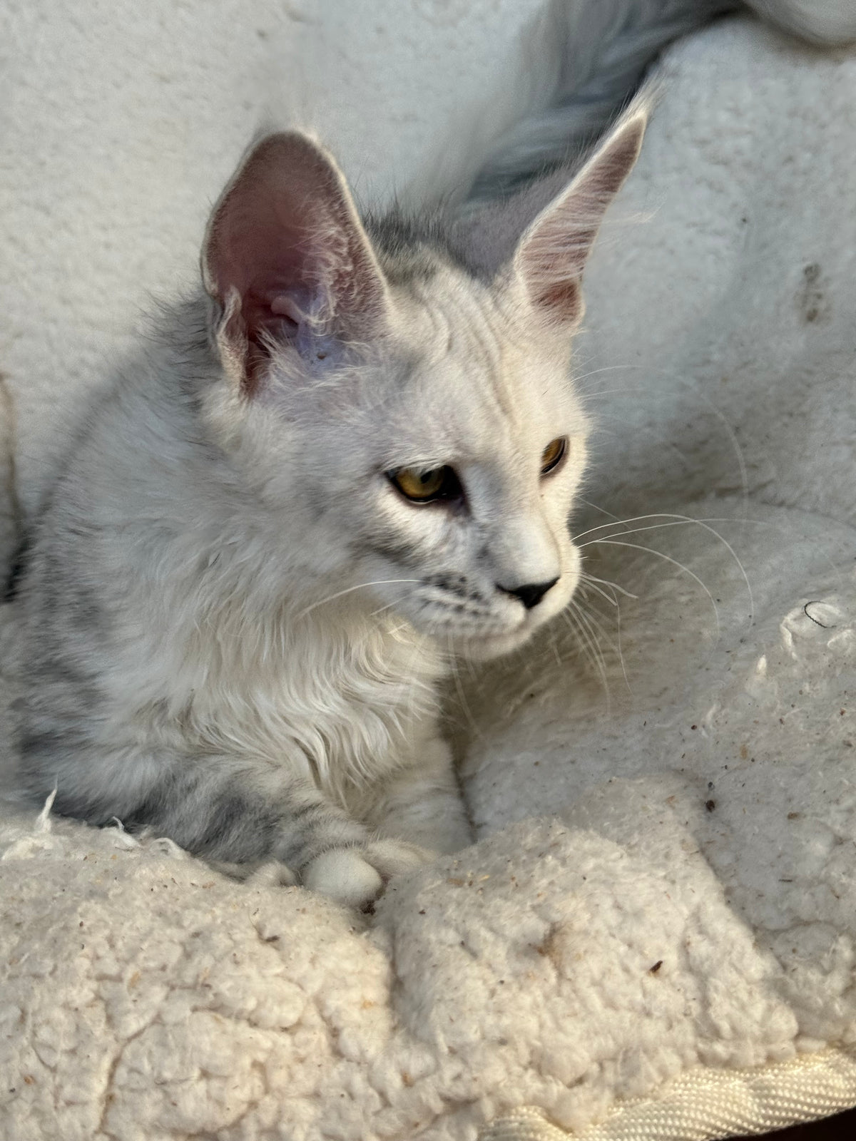 Black Silver Shaded Maine Coon male / Located in Ottawa area