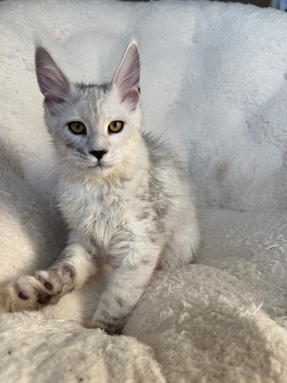 Black Silver Shaded Maine Coon male / Located in Ottawa area