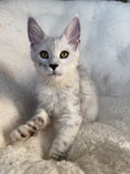 Load image into Gallery viewer, Black Silver Shaded Maine Coon male / Located in Ottawa area
