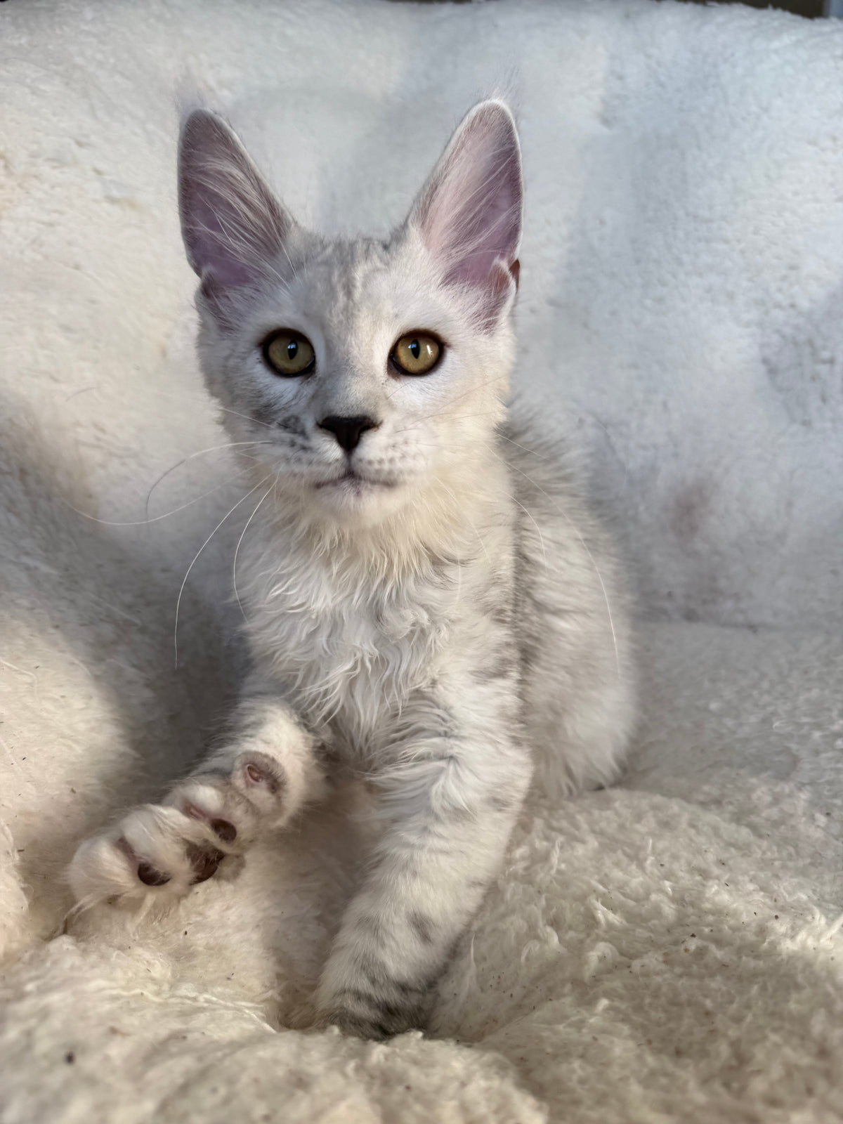 Black Silver Shaded Maine Coon male / Located in Ottawa area