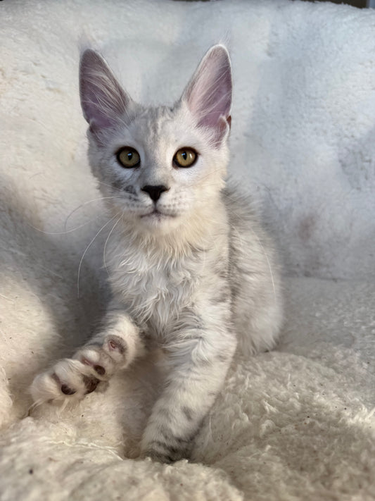 Black Silver Shaded Maine Coon male / Located in Ottawa area