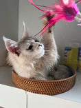 Load image into Gallery viewer, Black Silver Shaded Maine Coon Polydactyl male / Located in Ottawa area
