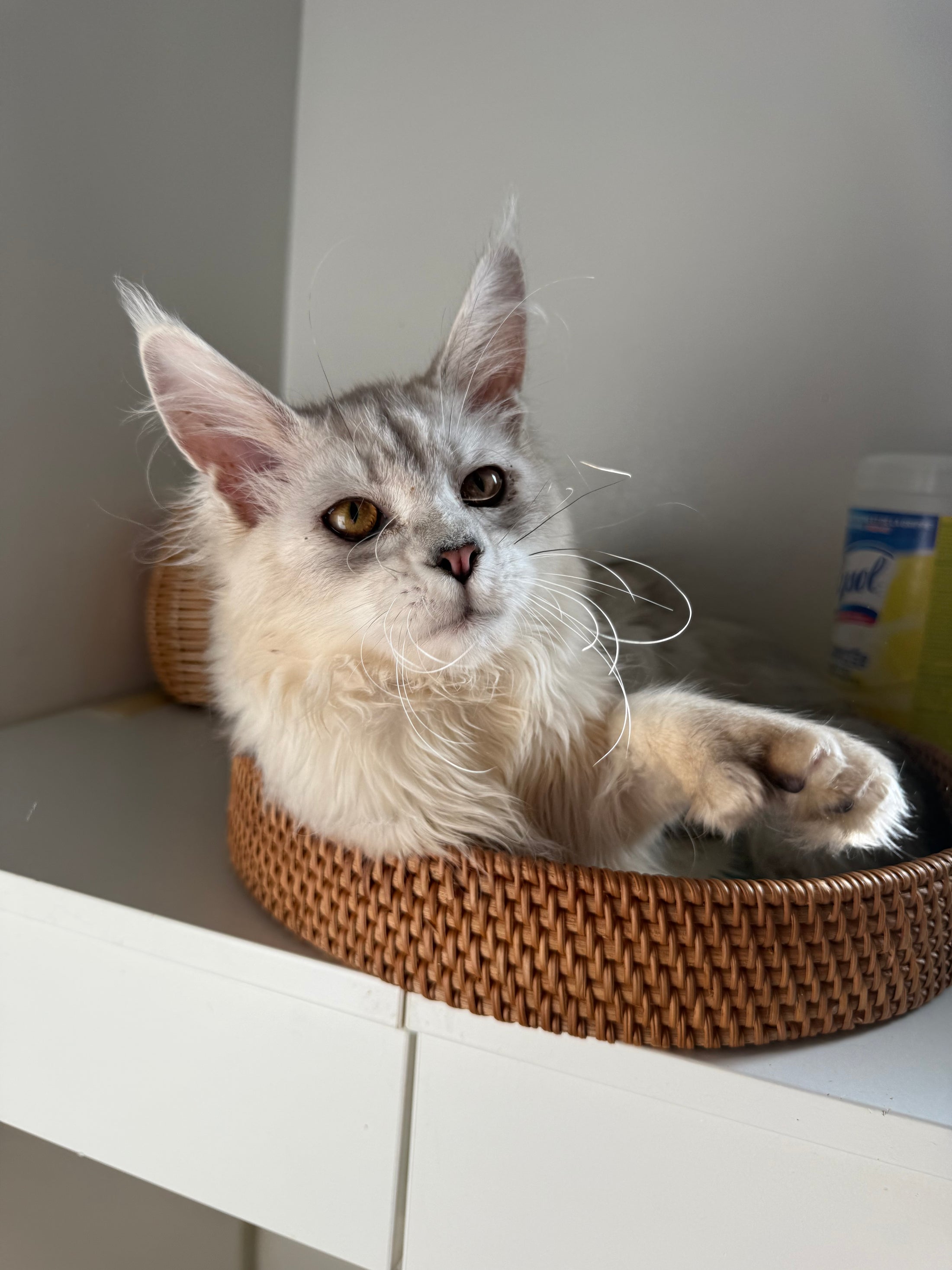Black Silver Shaded Maine Coon Polydactyl male / Located in Ottawa area