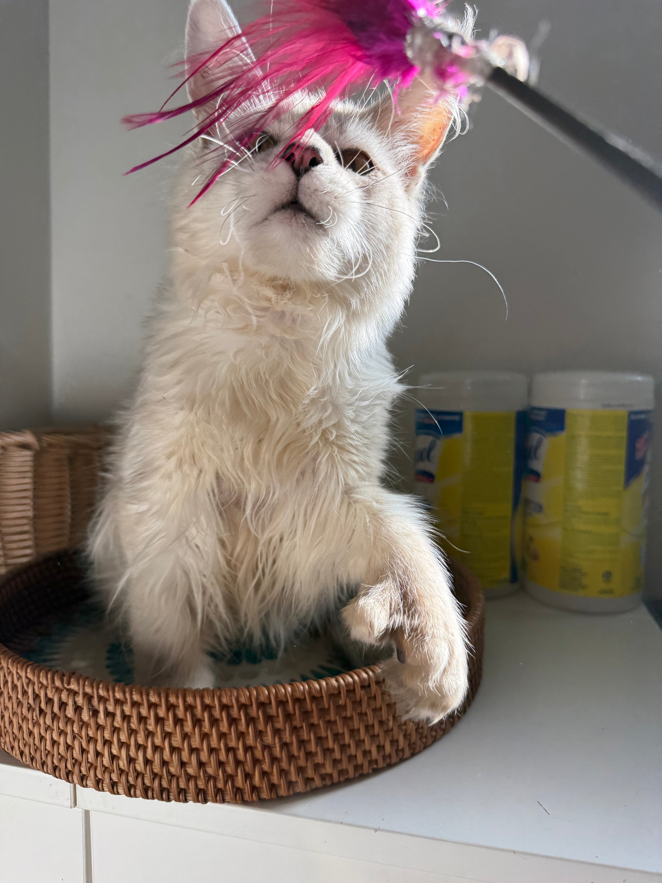 Black Silver Shaded Maine Coon Polydactyl male / Located in Ottawa area