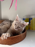 Load image into Gallery viewer, Black Silver Shaded Maine Coon Polydactyl male / Located in Ottawa area
