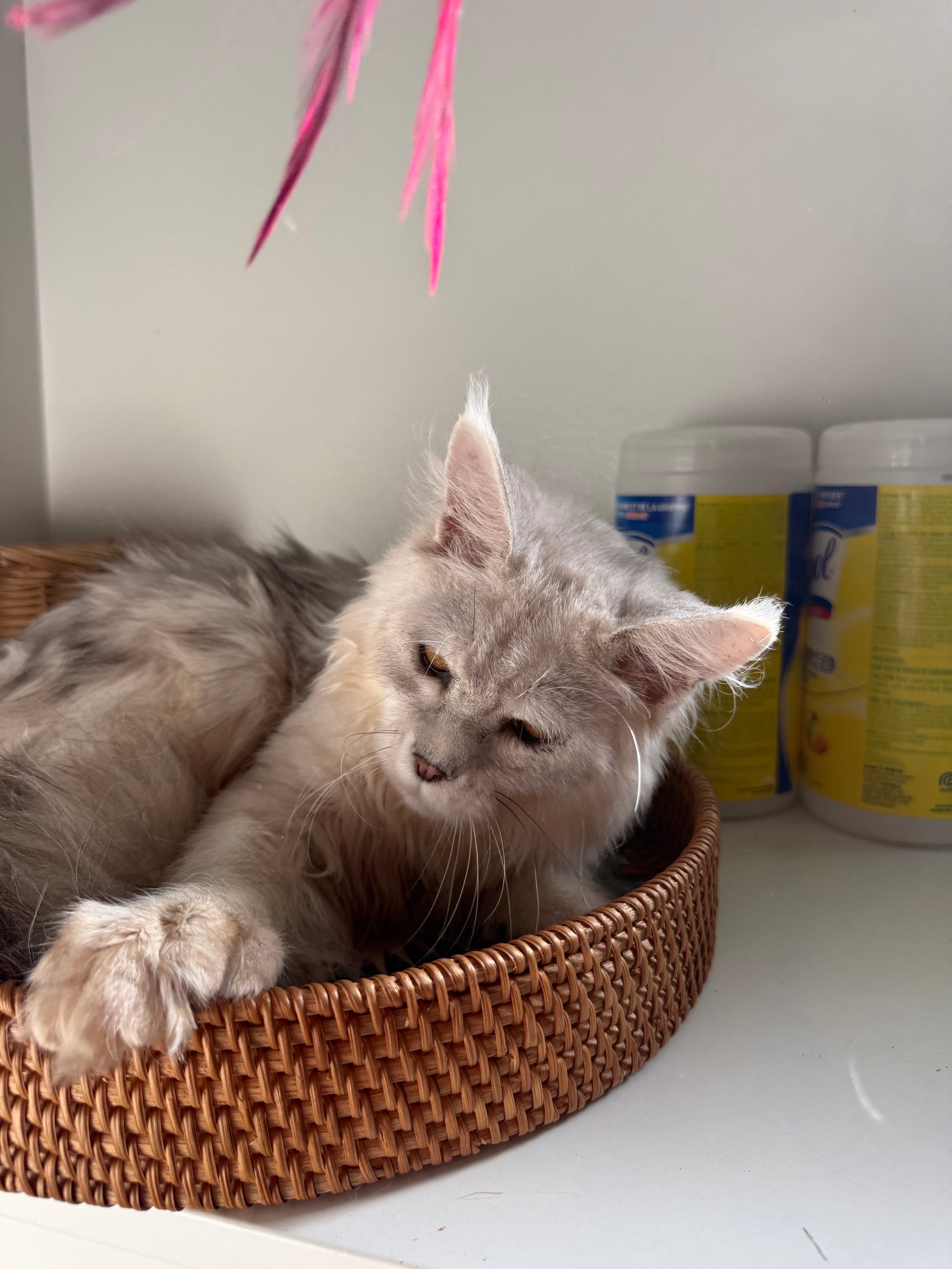 Black Silver Shaded Maine Coon Polydactyl male / Located in Ottawa area