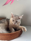 Load image into Gallery viewer, Black Silver Shaded Maine Coon Polydactyl male / Located in Ottawa area
